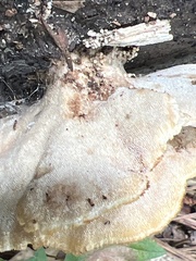 Mycorrhaphium adustum