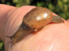 Sheldonia