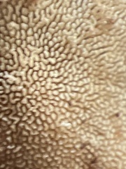 Mycorrhaphium adustum