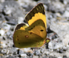 Colias croceus
