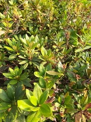 Rhododendron caucasicum