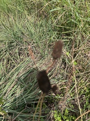 Rudbeckia amplexicaulis