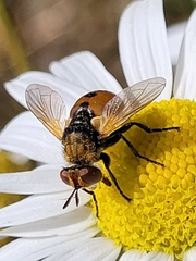 Gymnosoma
