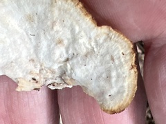 Mycorrhaphium adustum