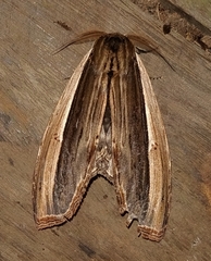 Truncaptera truncata