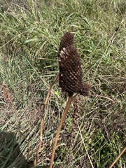 Rudbeckia amplexicaulis