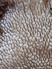 Mycorrhaphium adustum