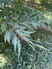 Fagaceae
