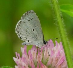 Celastrina