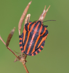 Graphosoma italicum