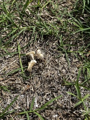 Leucocoprinus cretaceus