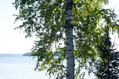 Betula pendula
