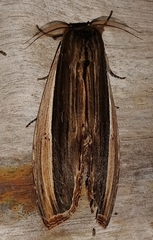 Truncaptera truncata