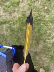 Colaptes auratus luteus