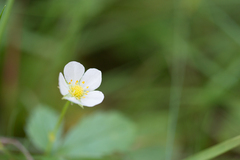 Fragaria vesca