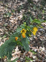 Chamaecrista fasciculata