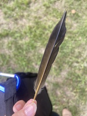 Colaptes auratus luteus