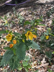 Chamaecrista fasciculata