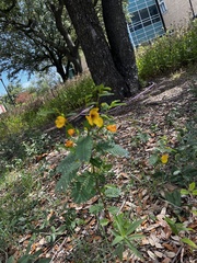 Chamaecrista fasciculata