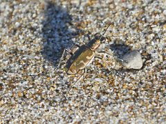 Cicindela repanda