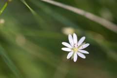 Stellaria graminea
