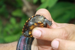 Kinosternon scorpioides