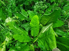 Lysichiton americanus