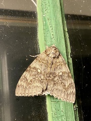 Catocala fraxini