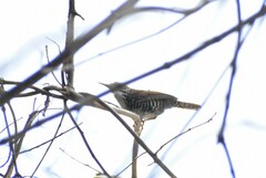 Thryophilus pleurostictus