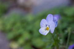 Viola tricolor