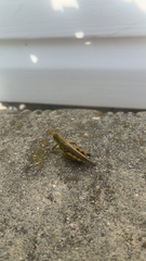 Melanoplus differentialis