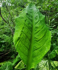 Lysichiton americanus