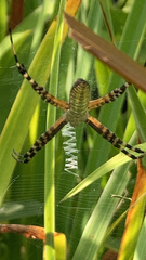 Argiope trifasciata