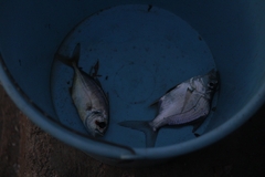 Caranx caninus
