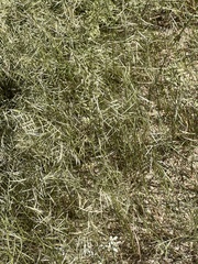 Bouteloua aristidoides