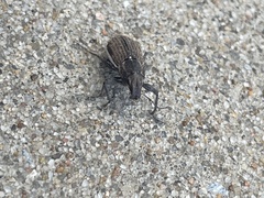 Naupactus leucoloma