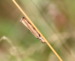 Agriphila vulgivagellus