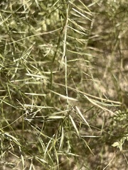Bouteloua aristidoides