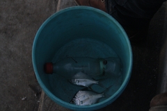 Caranx caninus