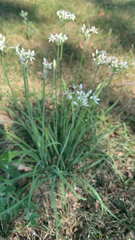 Allium tuberosum
