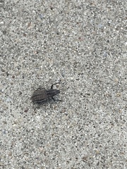 Naupactus leucoloma