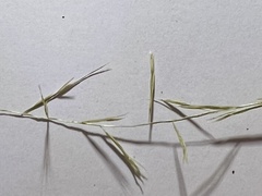 Bouteloua aristidoides