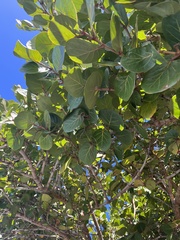Coccoloba uvifera