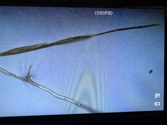Bouteloua aristidoides