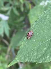 Coleomegilla maculata