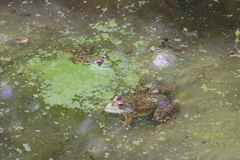 Lithobates montezumae