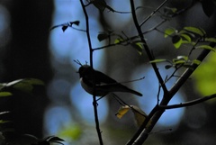 Setophaga caerulescens