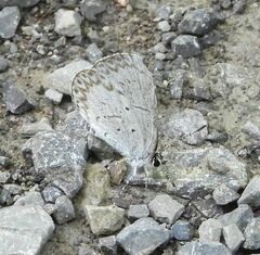 Celastrina