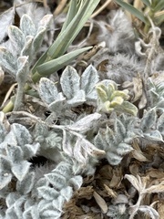 Astragalus purshii