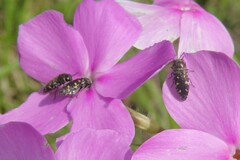 Acmaeodera tubulus
